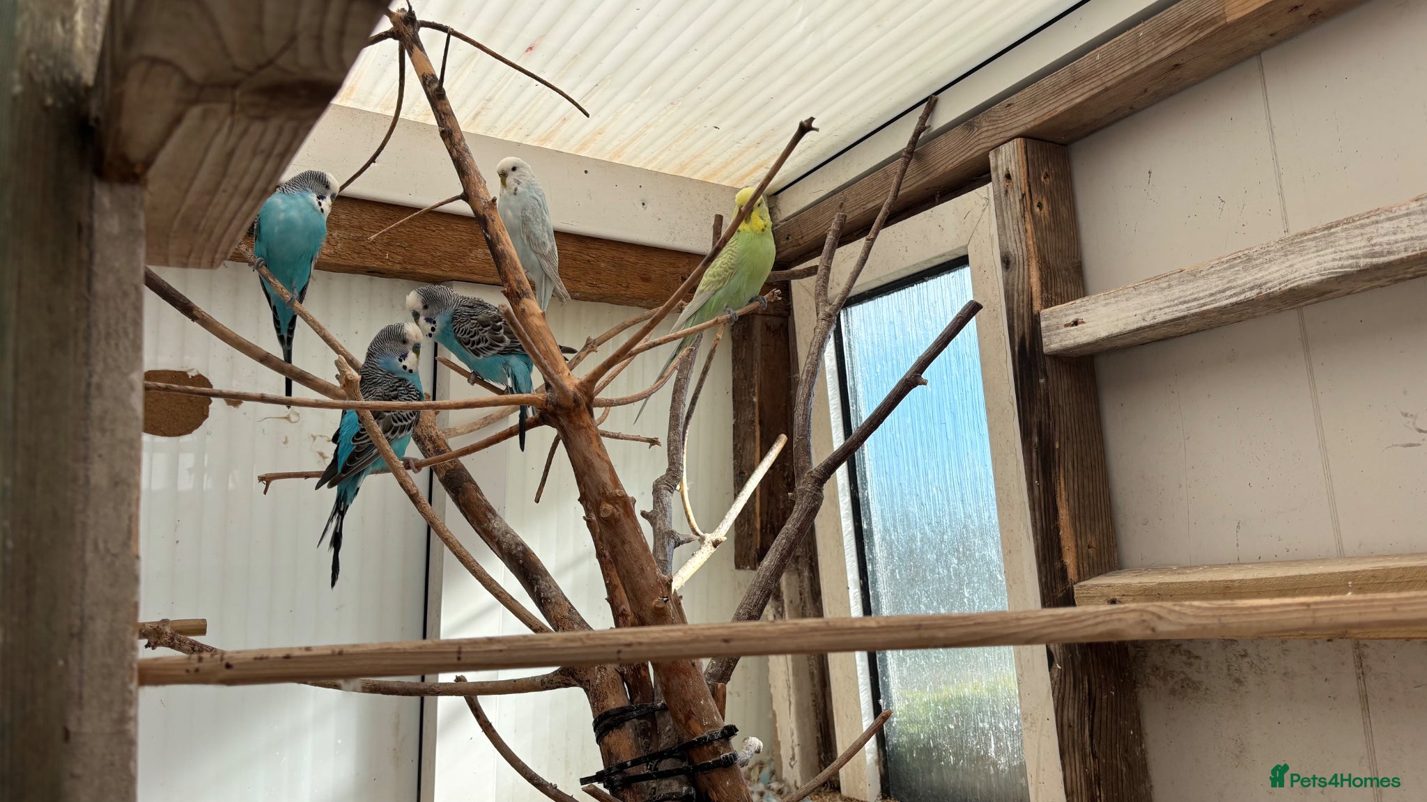 Budgerigars birds Budgies for sale  - Advert 1