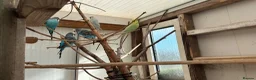 Budgerigars birds for sale: Budgies for sale  in Poole - Advert 1