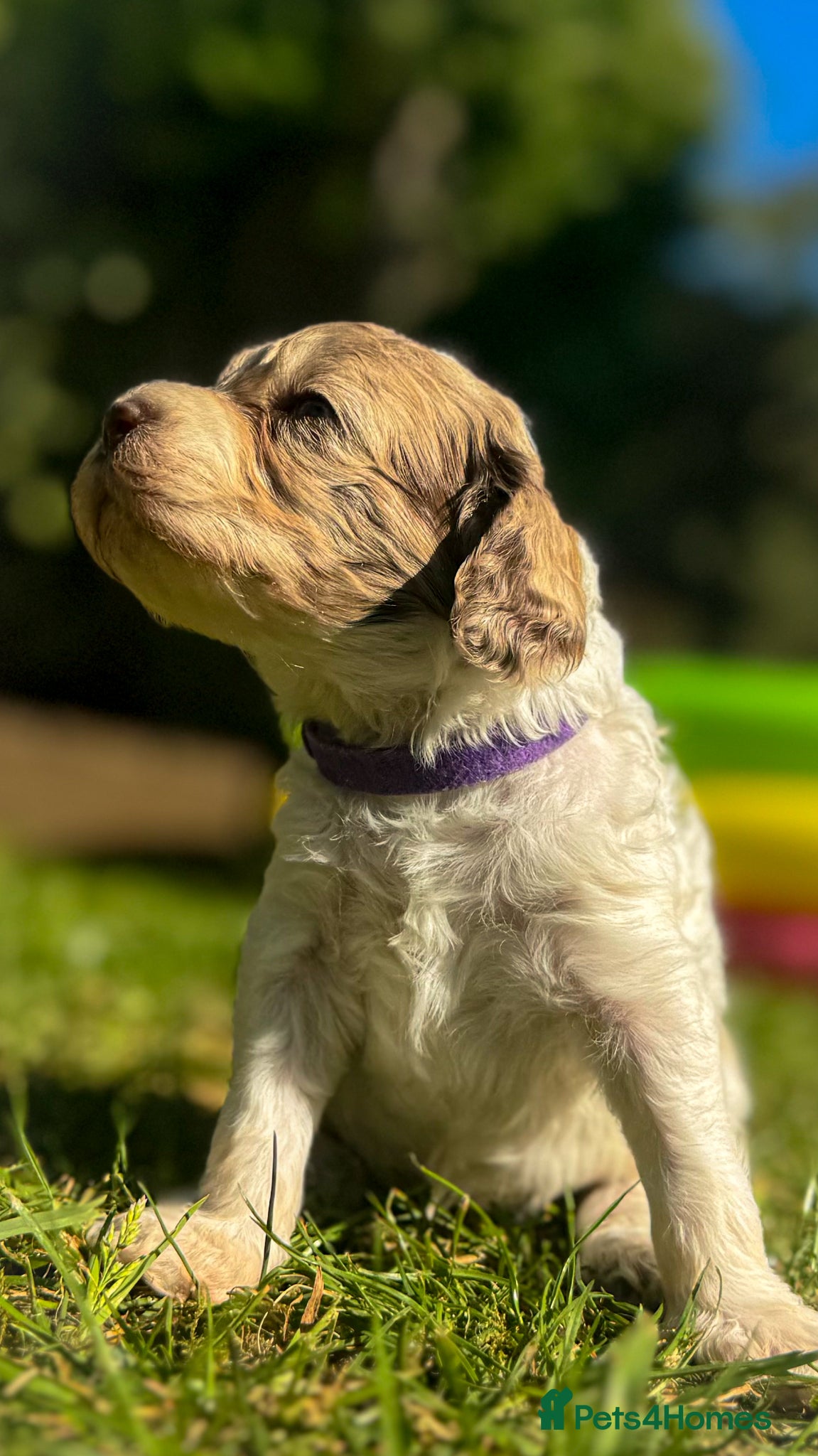 Mixed Breed dogs Mini Australian Labradoodle. Labradoodle/Cockapoo - Advert 1