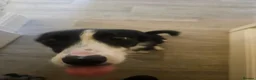Border Collie dogs for sale: Meet Tess in Holyhead - Advert 2