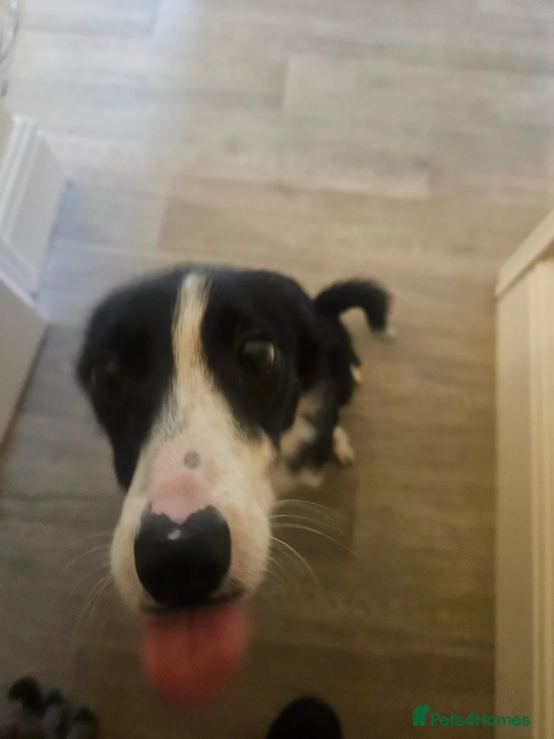 Border Collie dogs for sale: Meet Tess in Holyhead - Advert 2