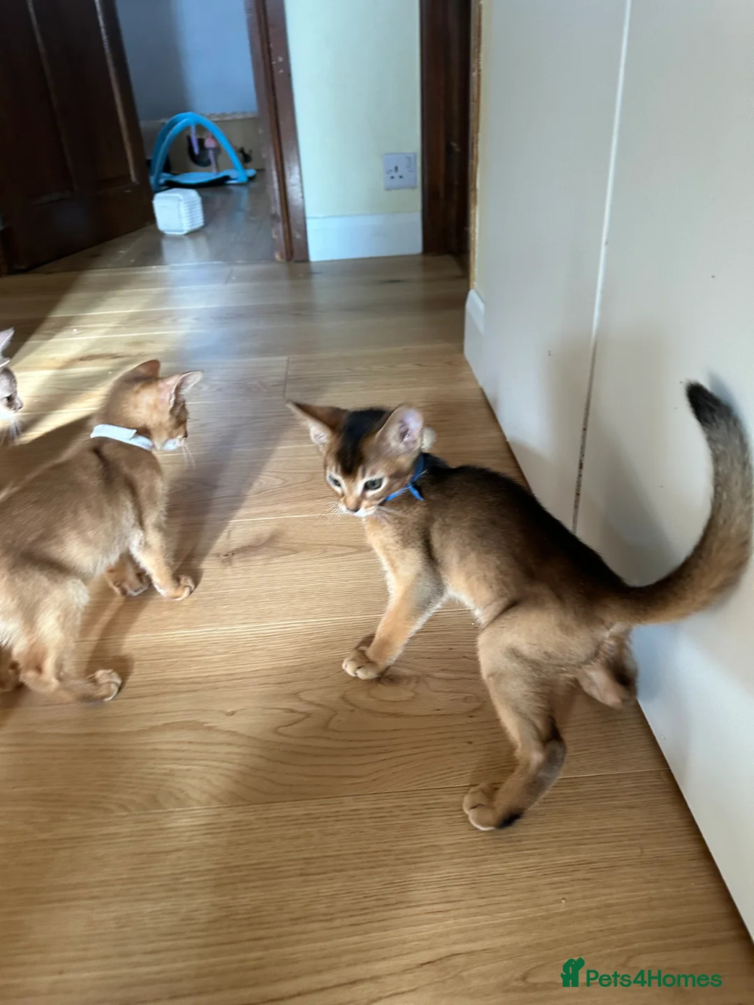 Abyssinian cats for sale: Abyssinian kittens 🌟😻🌟 - Advert 2