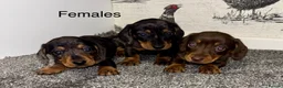 Miniature Dachshund dogs for sale: 3 Female Miniature Dachshund puppies for sale! - Advert 2