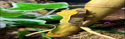 Gecko reptiles for sale: Cb26 Crested Geckos in Aylesbury - Advert 2