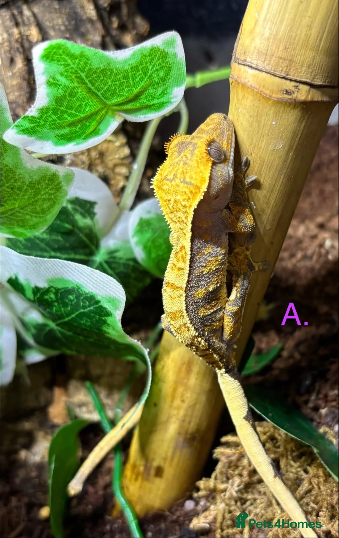 Gecko reptiles for sale: Cb26 Crested Geckos in Aylesbury - Advert 2