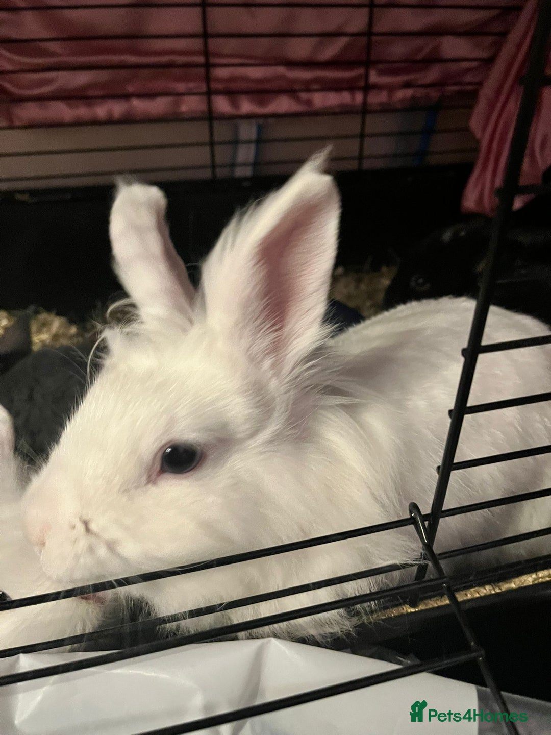 Lionhead rabbits for sale: Baby Lionhead rabbits - Advert 16