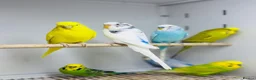 Budgerigars birds for sale: Baby budgies  - Advert 7