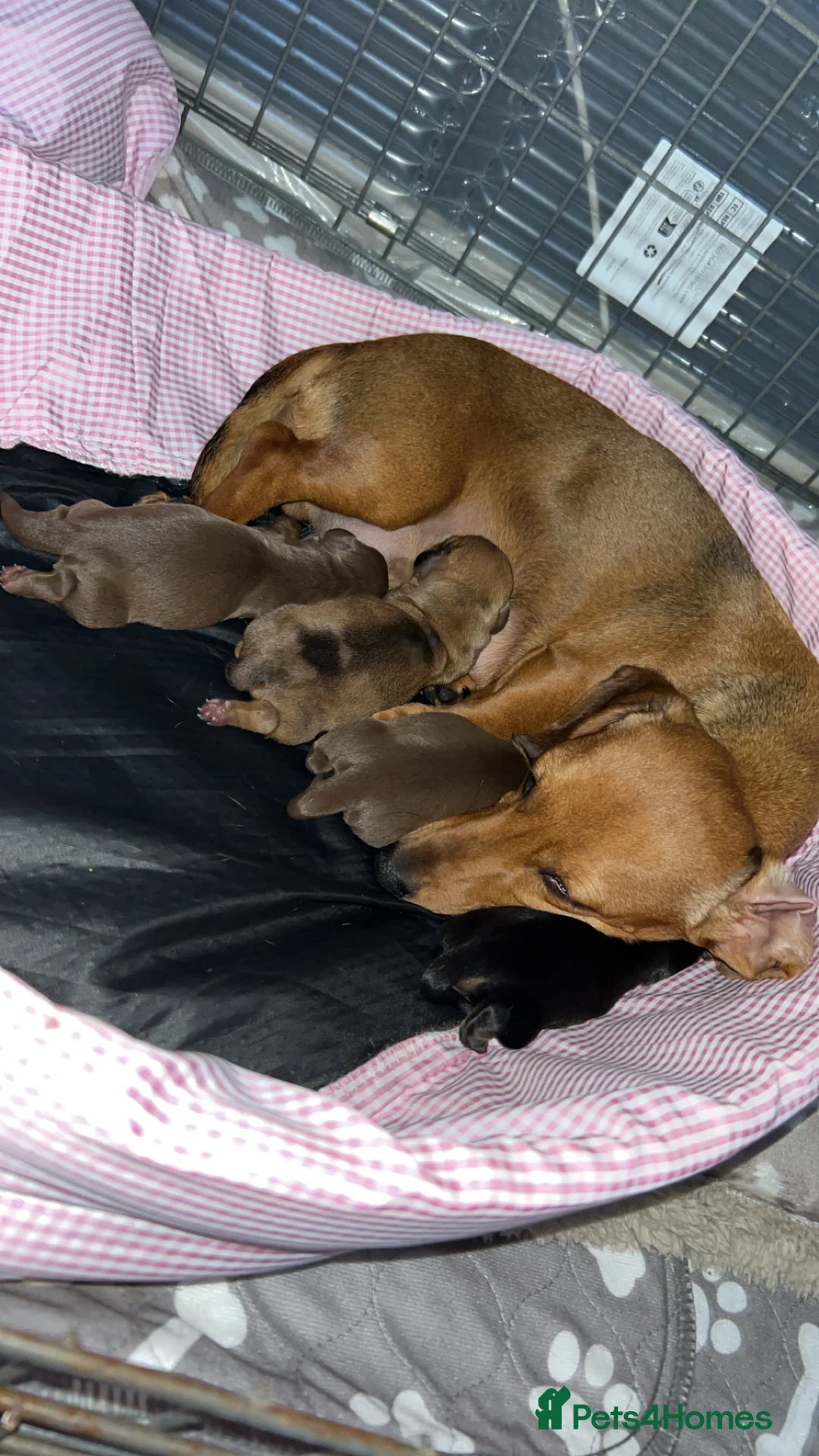 Miniature Dachshund dogs for sale: Miniature dachshund 🐶🩷🩵 - Advert 3