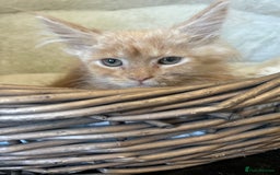 Maine Coon cats for sale: Stunning Mainecoon kittens  - Image 4