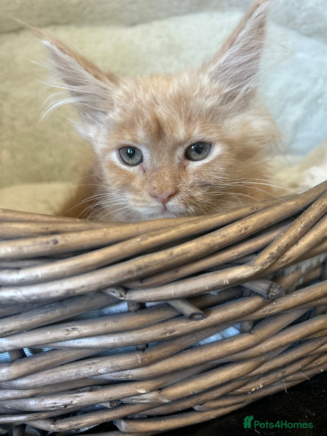Maine Coon cats for sale: Stunning Mainecoon kittens  - Image 4