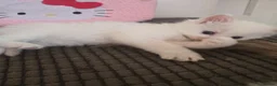 Ragdoll cats for sale: Xx Male Ragdoll kitten xX - Advert 4