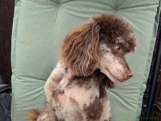 Toy Poodle dogs STUNNING Health Tested Toy Poodle for STUD - Advert 23