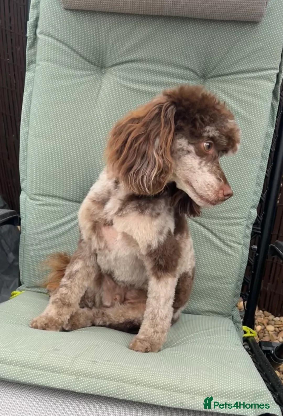 Toy Poodle dogs for stud: STUNNING Health Tested Toy Poodle for STUD - Advert 2