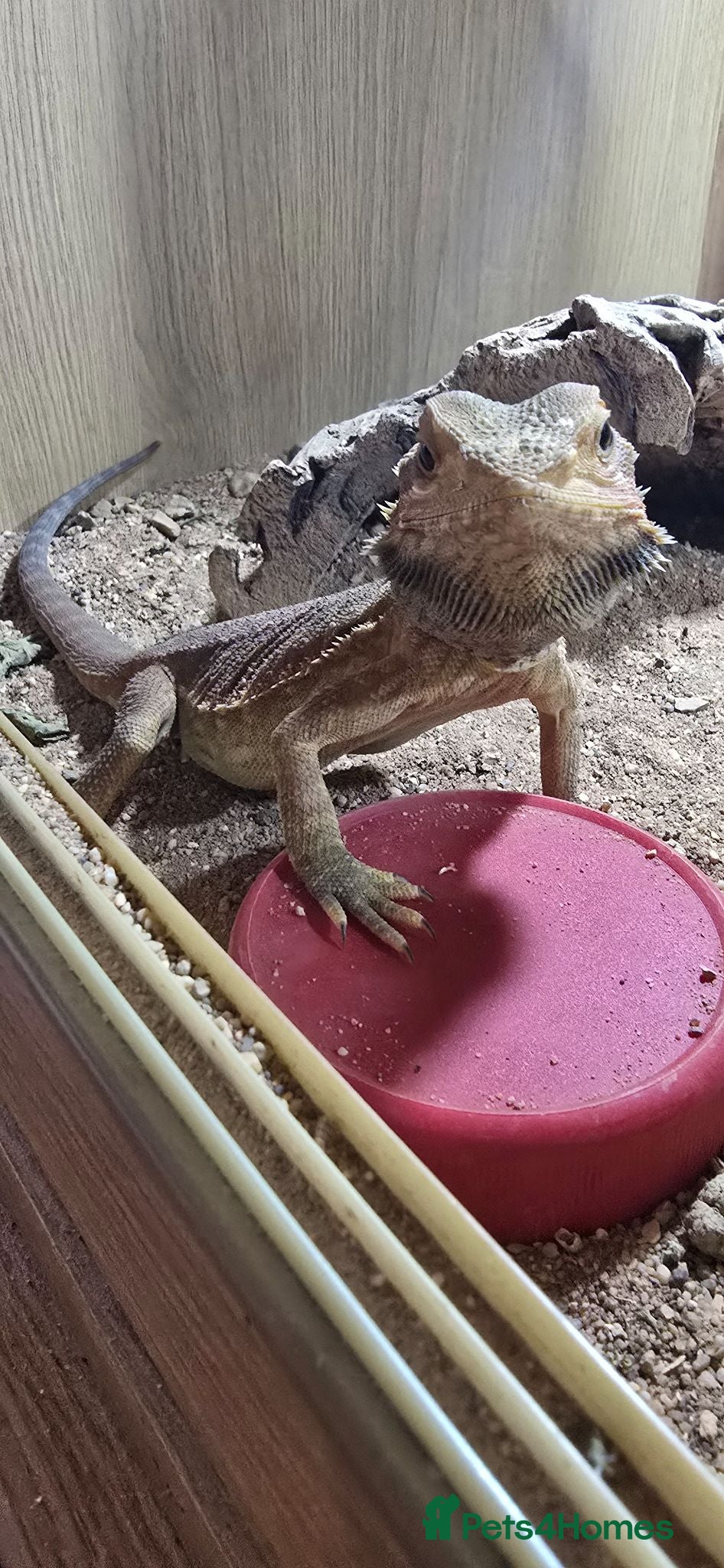 Bearded Dragon reptiles Red bearded dragon - Advert 2