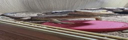 Bearded Dragon reptiles for sale: Red bearded dragon - Advert 2
