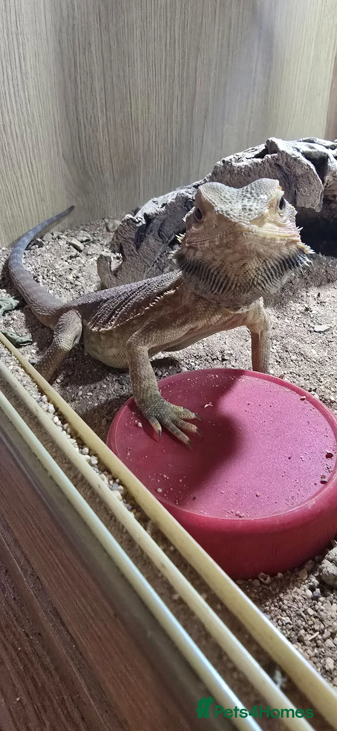 Bearded Dragon reptiles for sale: Red bearded dragon - Advert 2