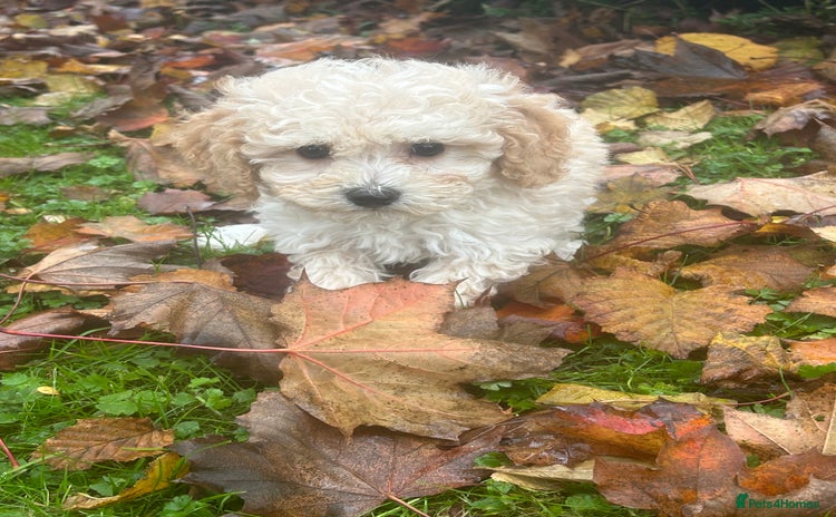 Poochon dogs - Advert 2