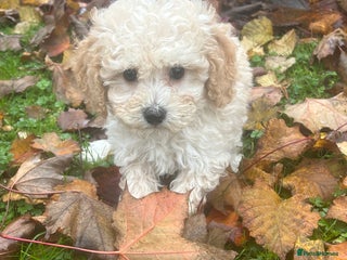 Poochon dogs - Advert 2