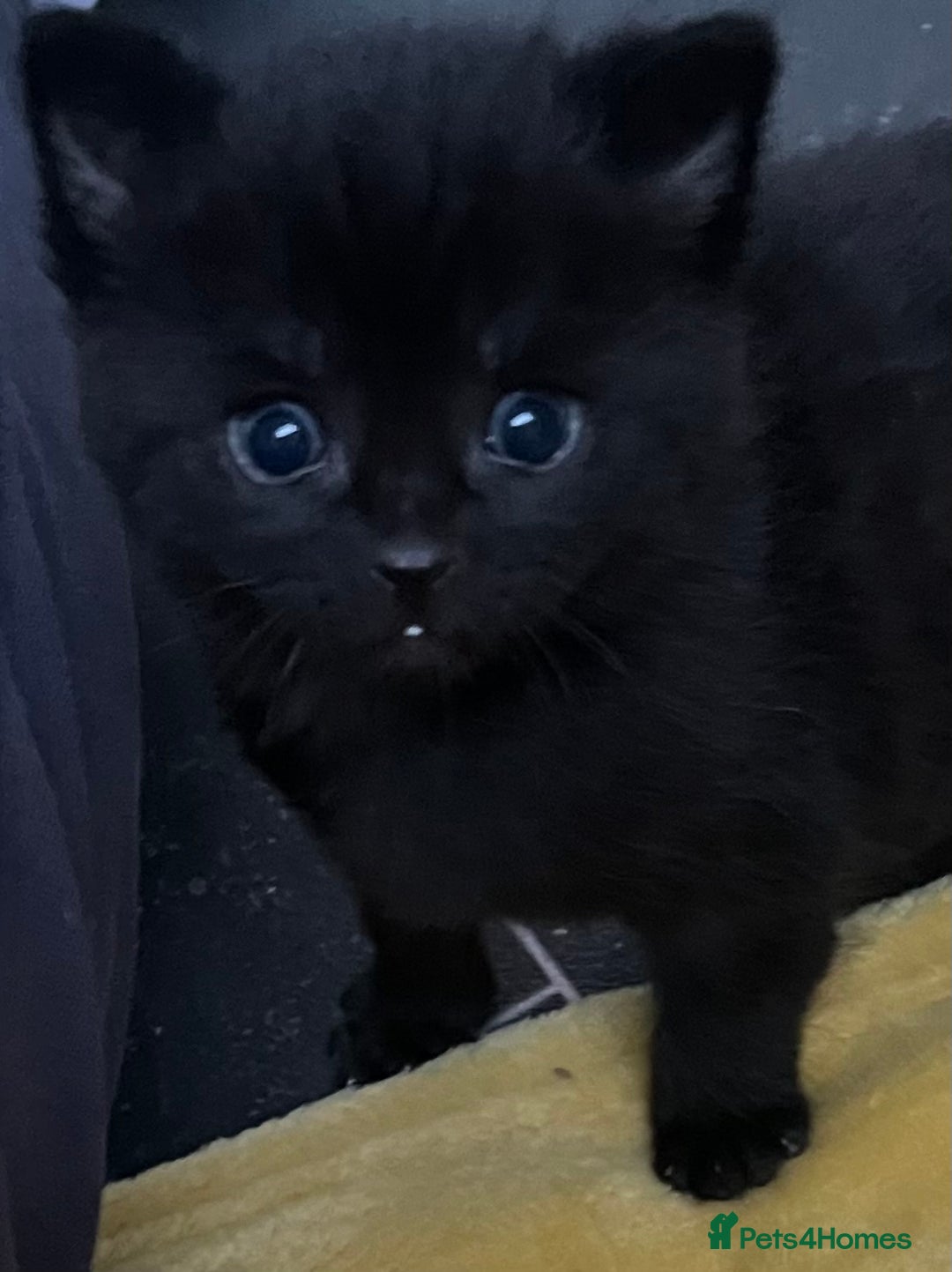 Mixed Breed cats for sale: CLEMENTINE’S CUTIES - (MUM with BENGAL)   - Advert 25