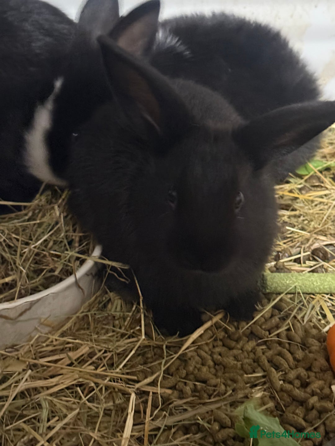 Mini Lion Lop rabbits for sale: lionlop baby bunny’s  - Image 7