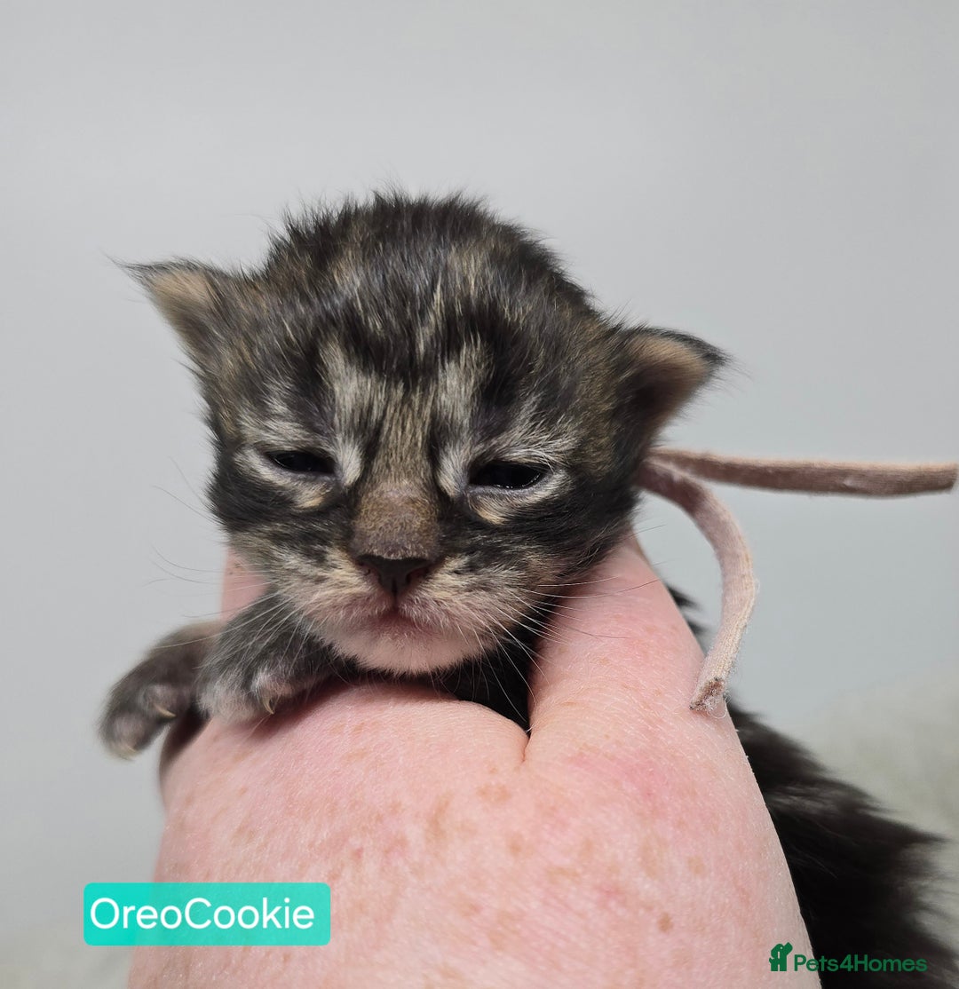 Maine Coon cats for sale: Maine Coon Kittens (Russian & Golden lines) - Advert 2