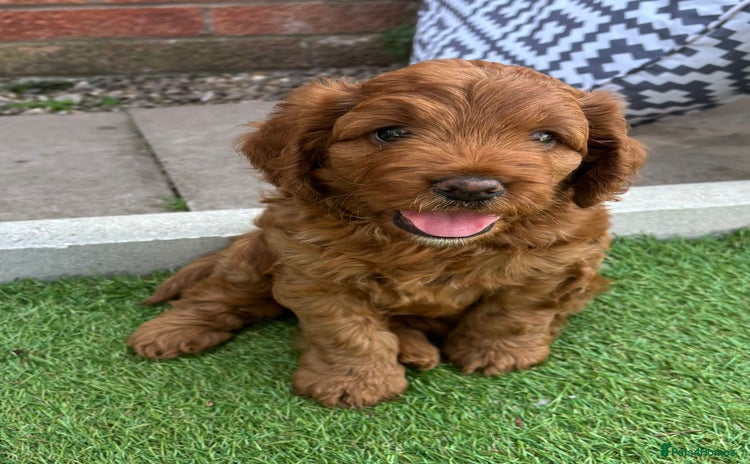 Cockapoo dogs - Advert 3