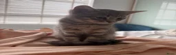 Mixed Breed cats for sale: Two beautiful kittens - Advert 7