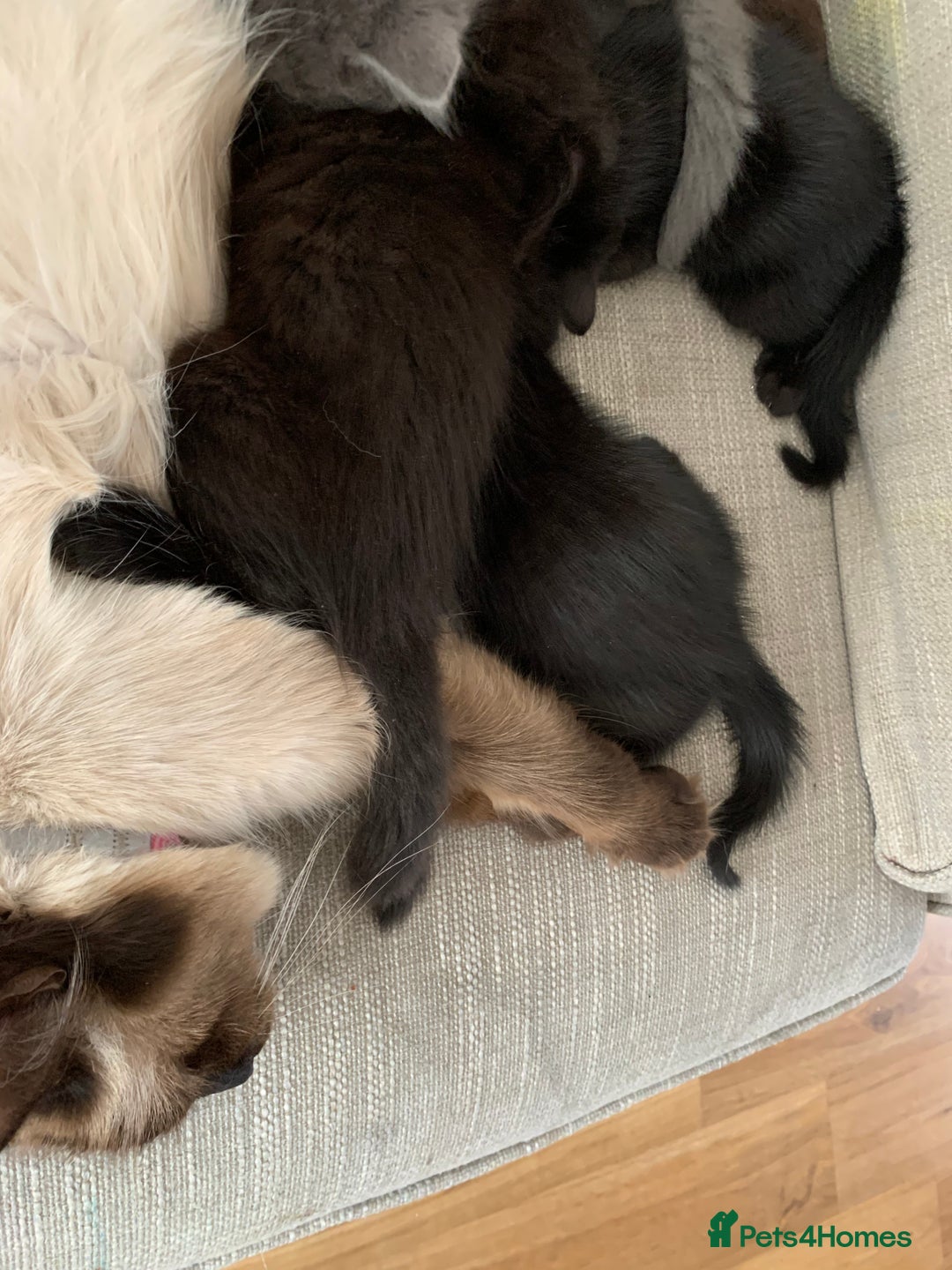 Mixed Breed cats for sale: Ragdoll x kittens  - Image 3