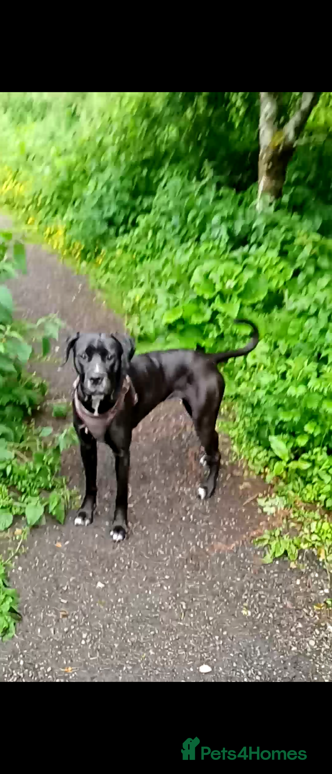 Mixed Breed dogs for sale: Italian daniff(cane corso X great dane ) - Image 3
