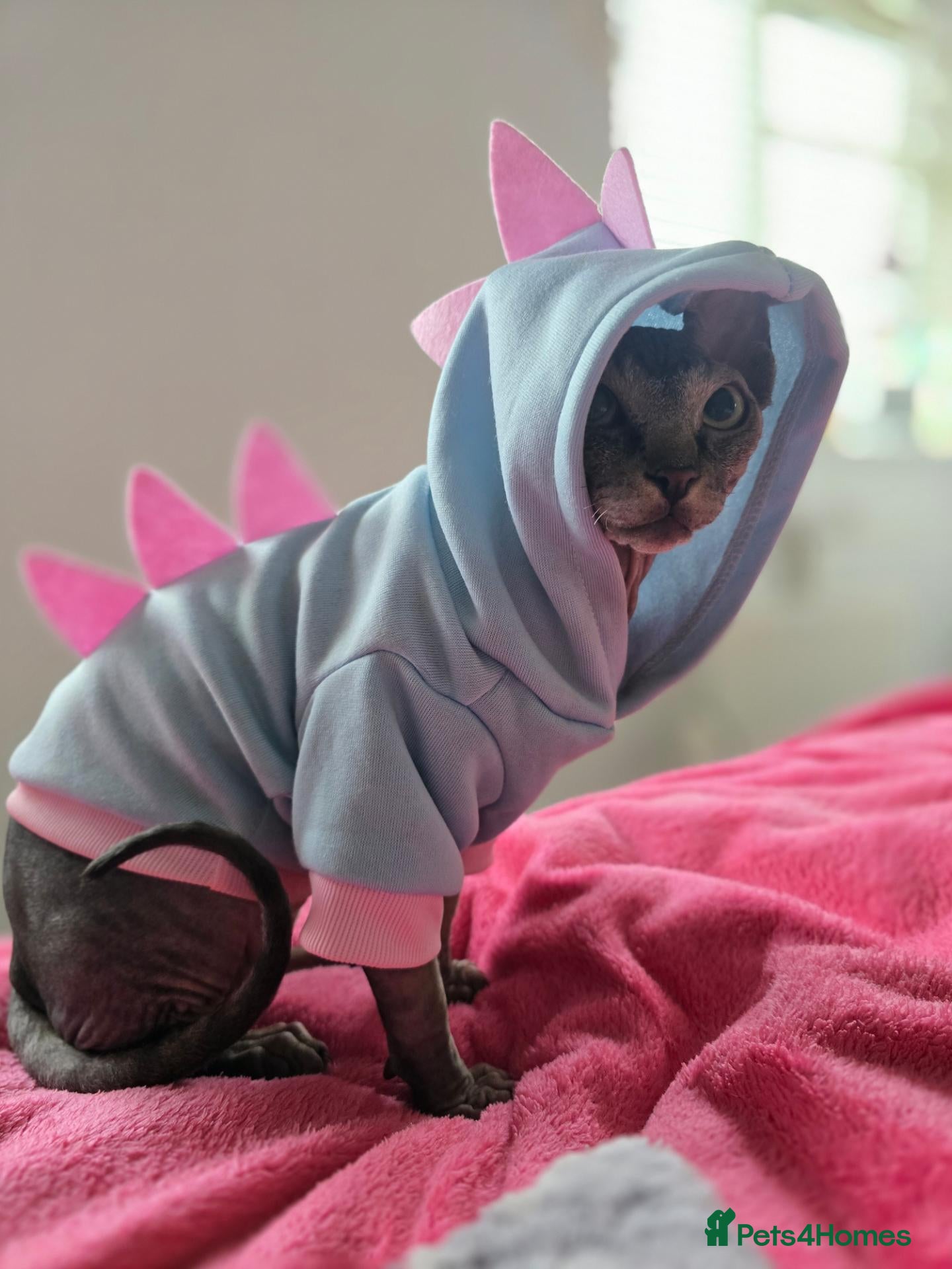 Sphynx cats HANDSOME BLACK TABBY SPHYNX BOY! 🖤🐾 - Advert 2