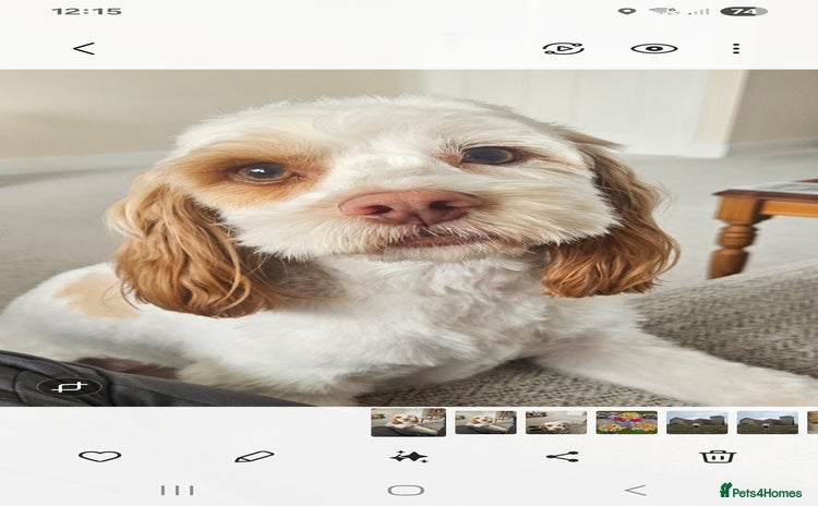 Cockapoo dogs - Advert 1