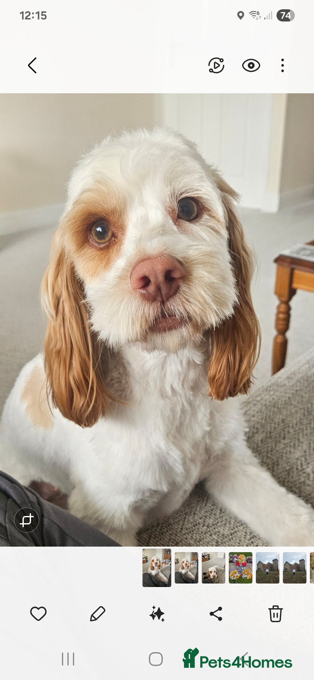 Cockapoo dogs for sale:  Cockerpoo f2b female 21 months old - Image 1