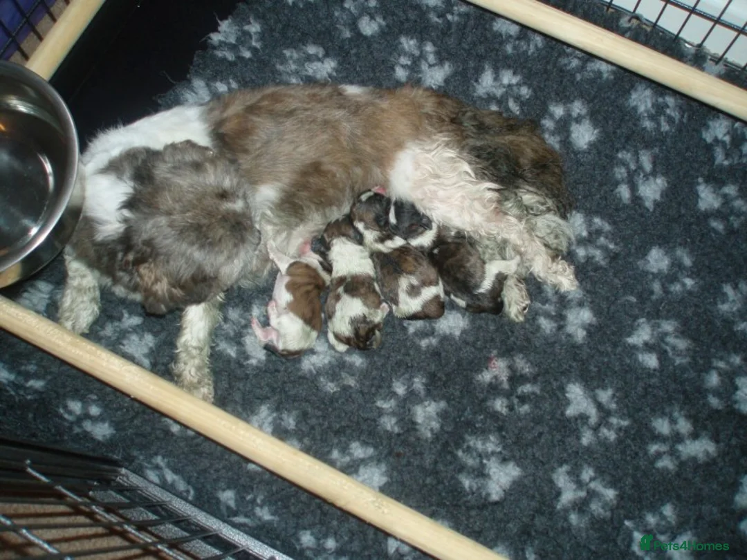 Shih Tzu dogs for stud: KC HARROPINE LUSTY DUSTY FOR STUD ONLY in Bridgend - Advert 18