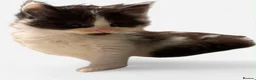 Mixed Breed cats for sale: 🐱7 beautiful kittens for sale! - Advert 8