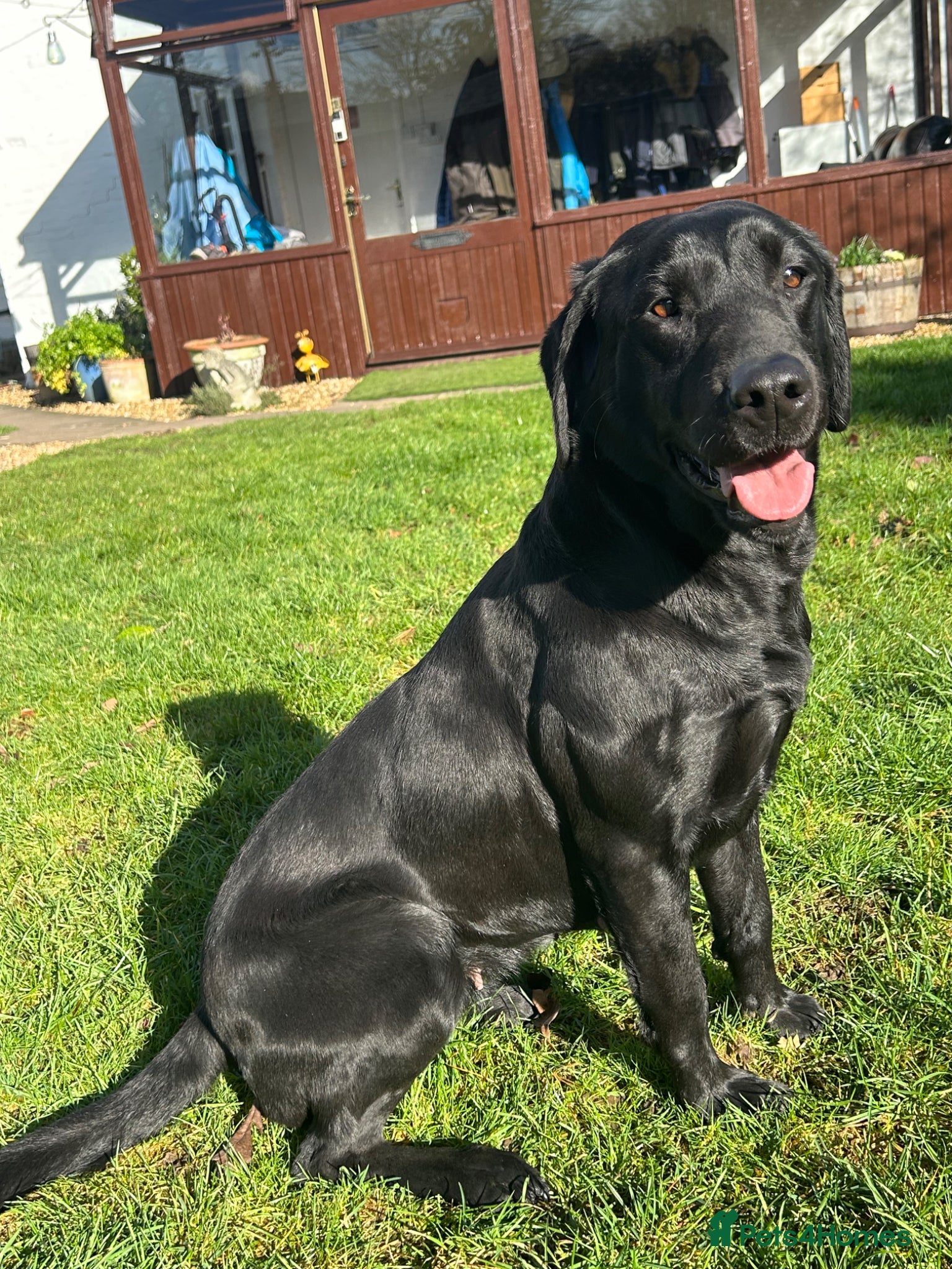 Labrador Retriever dogs 3 black dog puppies available - Advert 1