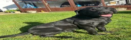 Labrador Retriever dogs for sale: 3 black dog puppies available - Advert 1