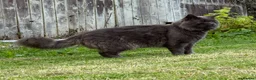Maine Coon cats for sale: 2 Maine Coons Looking For New Home in Glasgow - Advert 3