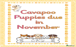 Cavapoo dogs for sale: Delightful Cavapoo puppies - Image 1