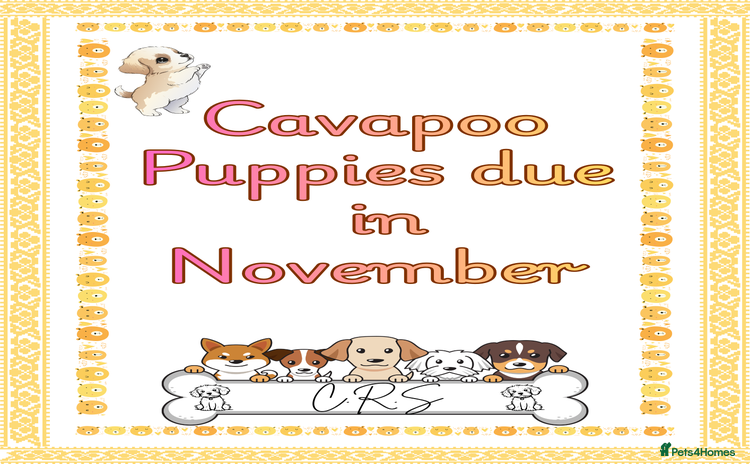 Cavapoo dogs - Advert 1