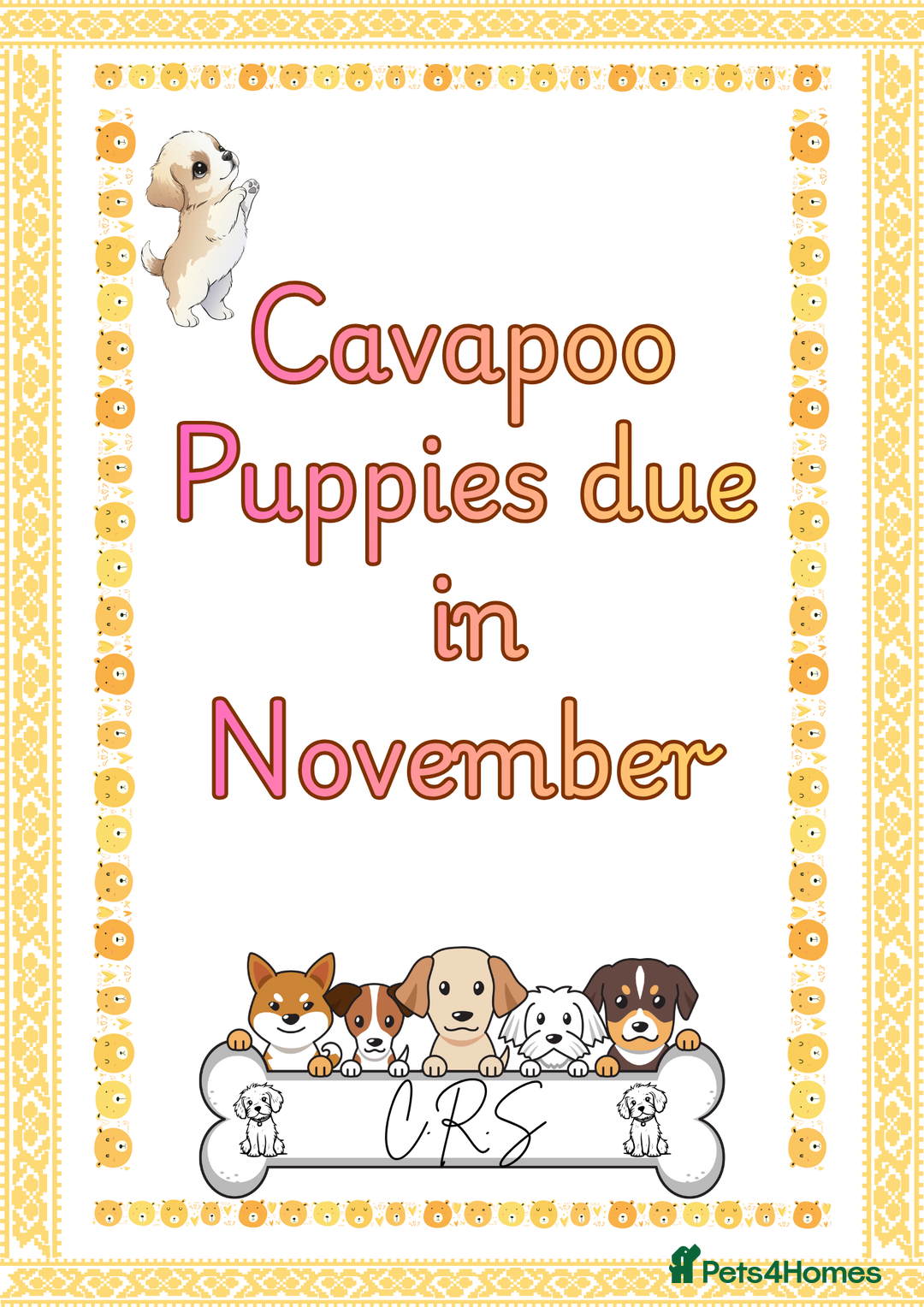 Cavapoo dogs for sale: Delightful Cavapoo puppies - Image 1