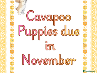 Cavapoo dogs - Advert 1