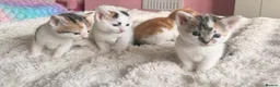 Mixed Breed cats for sale:  Stunning Litter – Calico Girls & Ginger Boy ( in Dewsbury - Advert 5