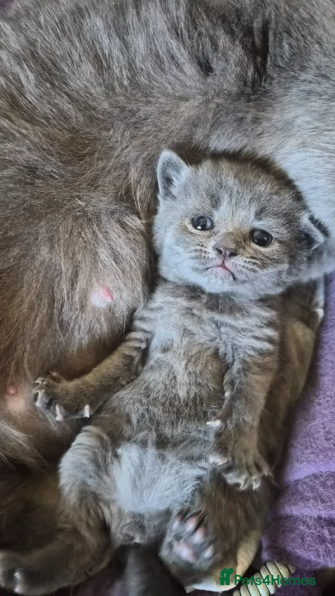 British Shorthair cats for sale:  British Cross Shorthair Kittens - Advert 29