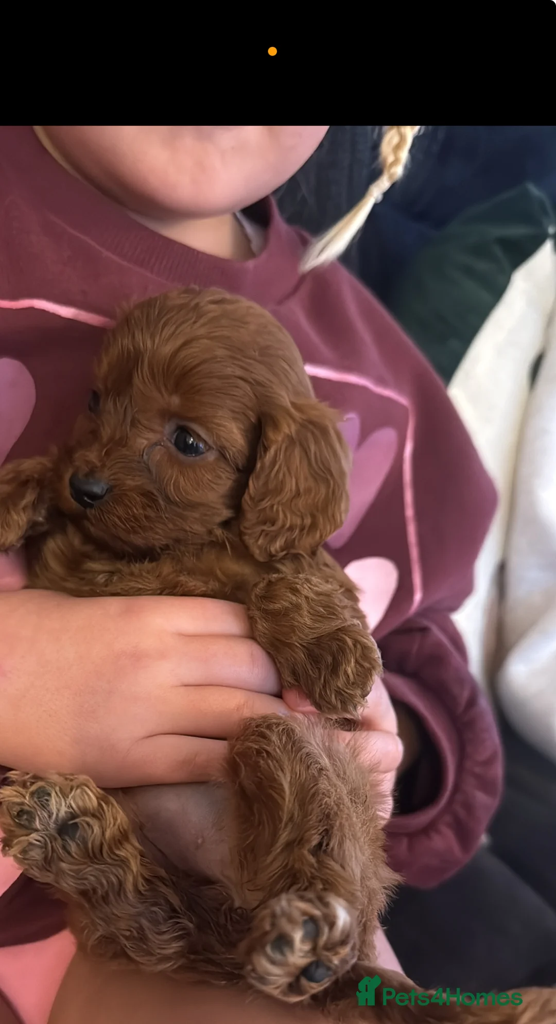 Cavapoo dogs for sale: Toy solid red Cavapoo’s ❤️ - Advert 5