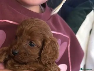 Cavapoo dogs Toy solid red Cavapoo’s ❤️ - Advert 1