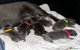 Staffordshire Bull Terrier dogs for sale: Quality Blue Staffies - Image 5