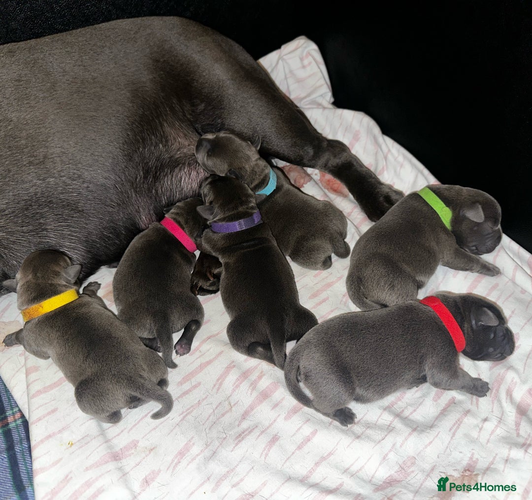 Staffordshire Bull Terrier dogs for sale: Quality Blue Staffies - Image 5