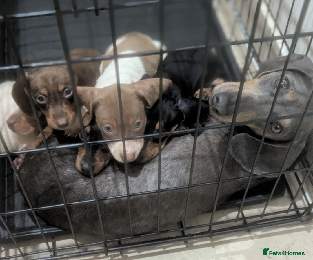 Miniature Dachshund dogs for sale: Miniature dachshund puppies  - Image 14
