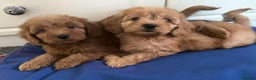 Cockapoo dogs for sale: Ready to beautiful cockapoo puppies  - Advert 10