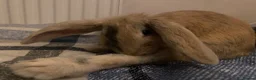 Mixed Breed rabbits for sale: Indoor house Rabbit bunny pet in Aylesbury - Advert 6